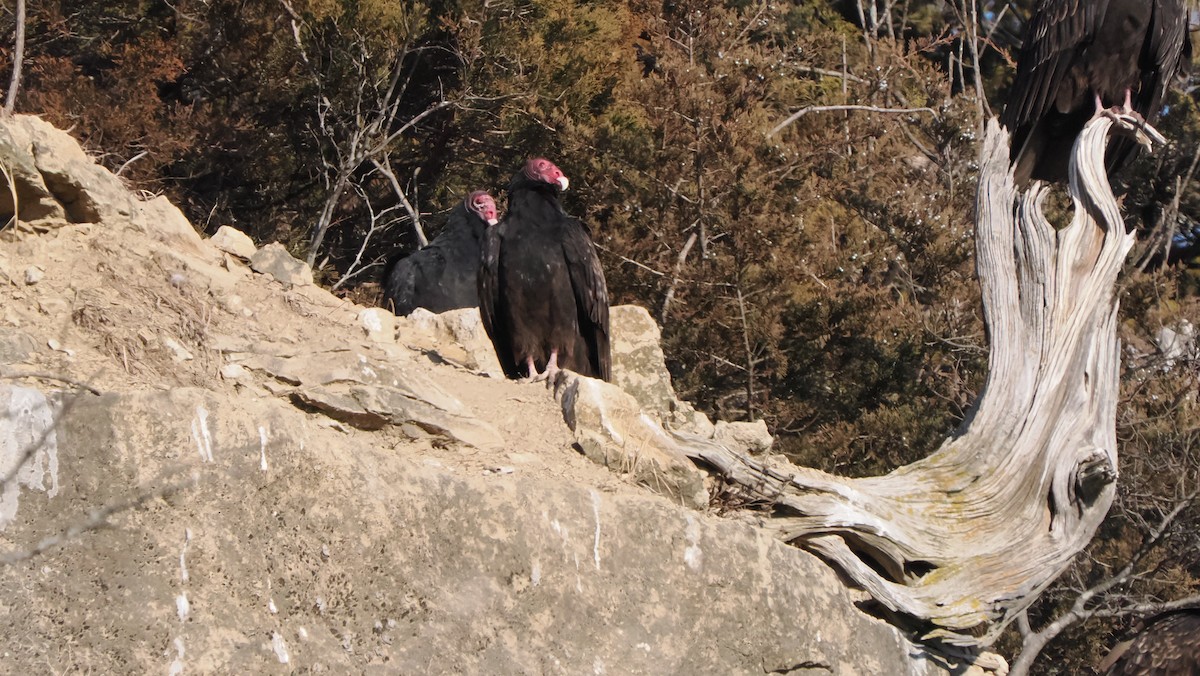 Turkey Vulture - ML613098143