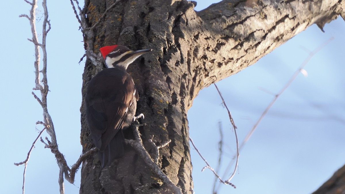 Pileated Woodpecker - ML613098163