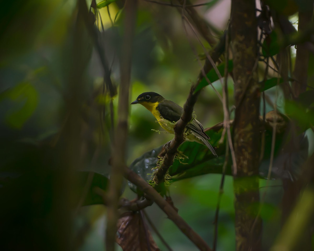 Andean Laniisoma - ML613098188