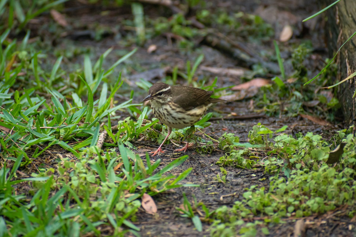 Louisiana Waterthrush - ML613098210