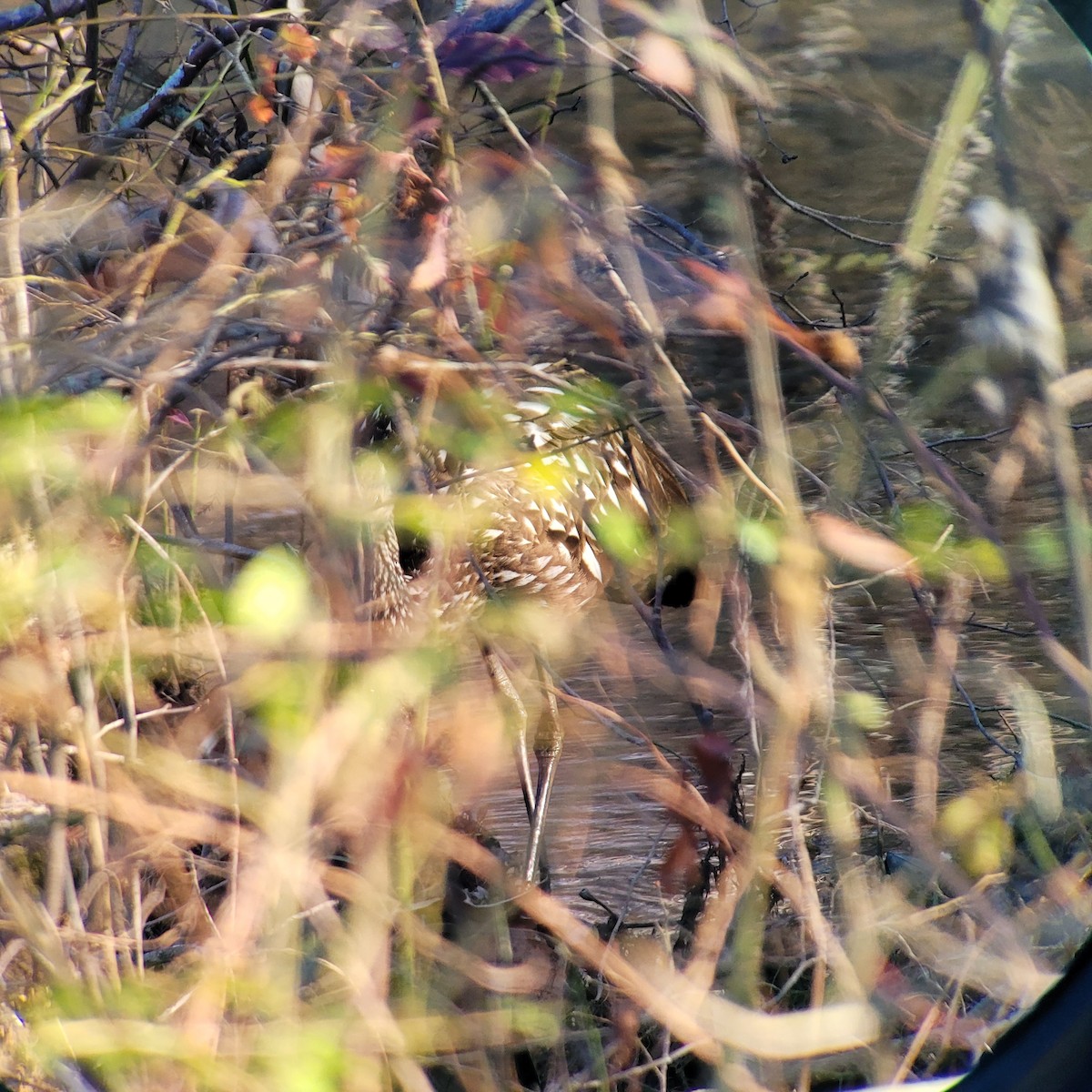 Limpkin - James Meals