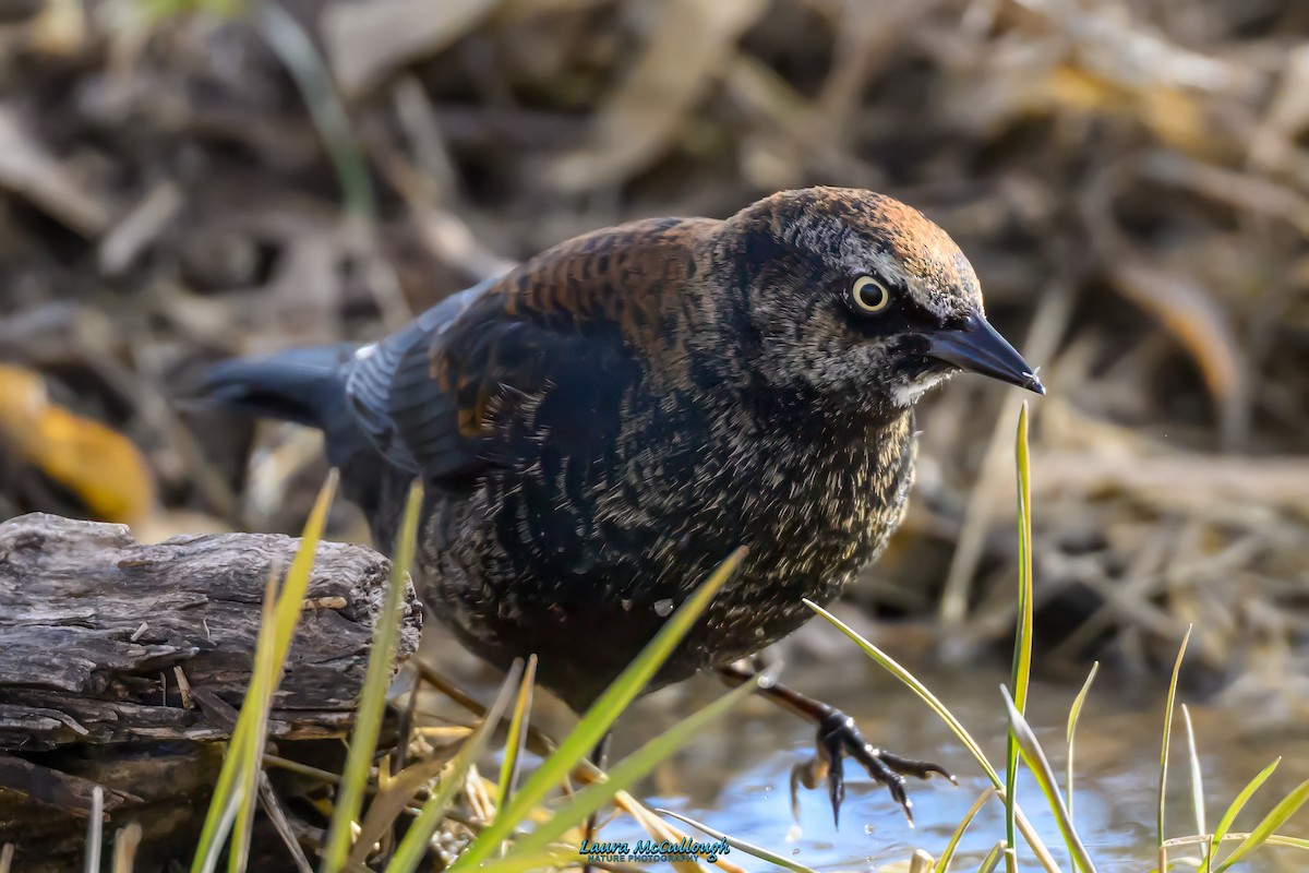 Rusty Blackbird - Laura McCullough