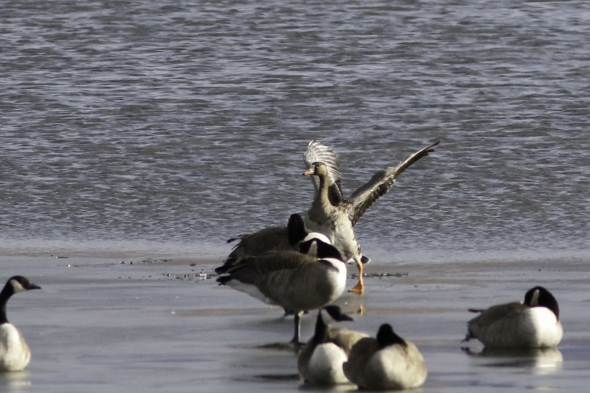 Greater White-fronted Goose - ML613098357