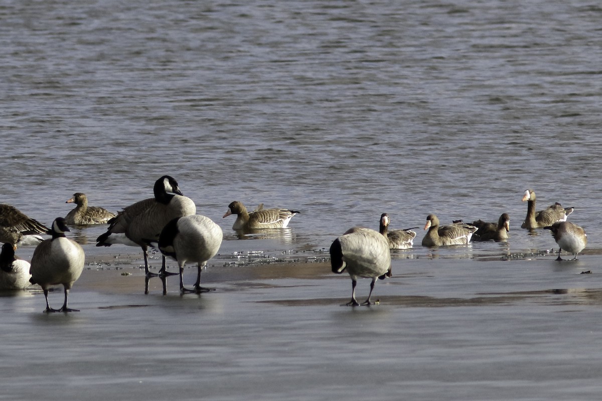 Greater White-fronted Goose - ML613098358