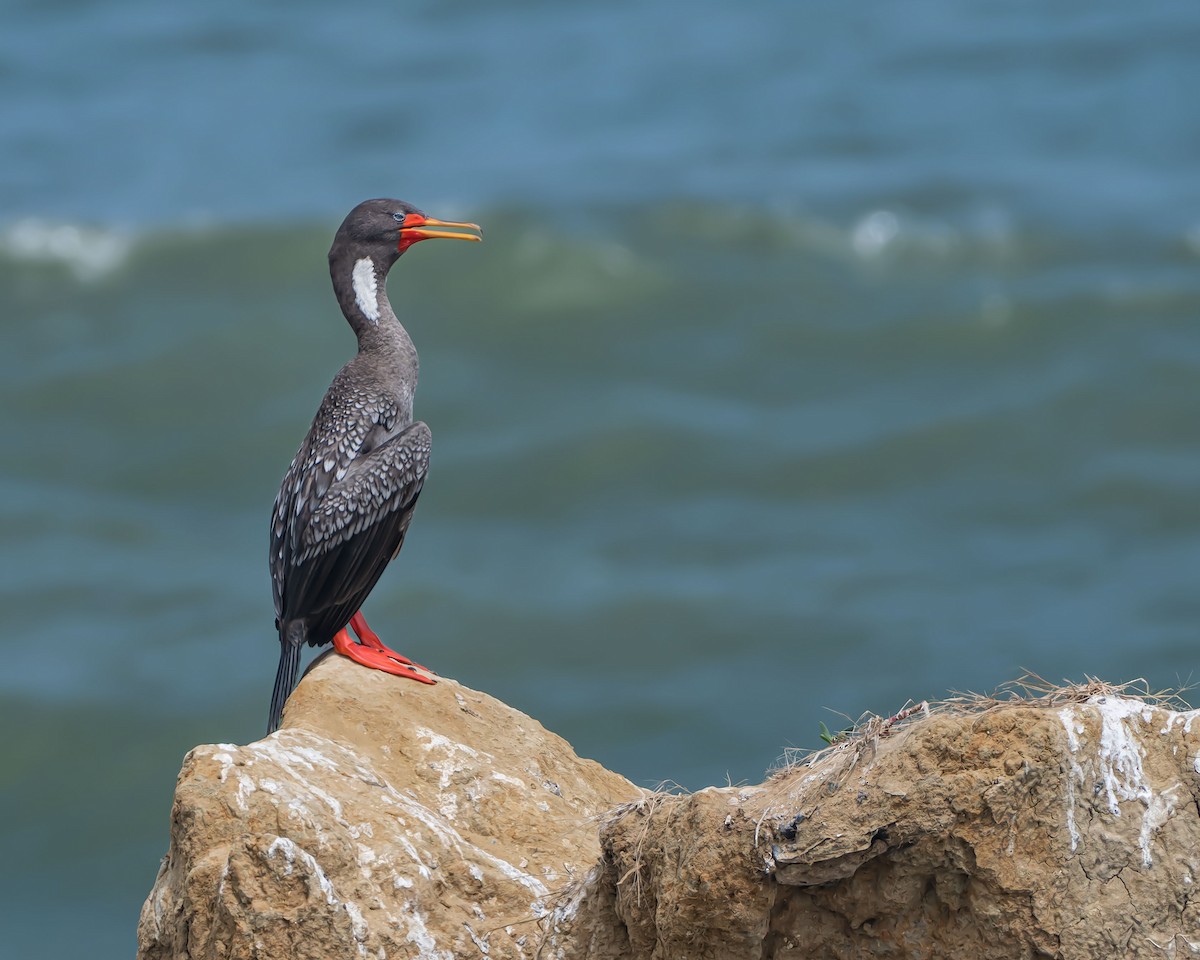 Red-legged Cormorant - Juan Figueroa