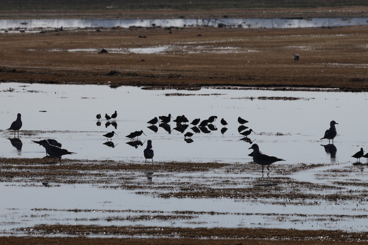 Long-billed Dowitcher - bill campbell