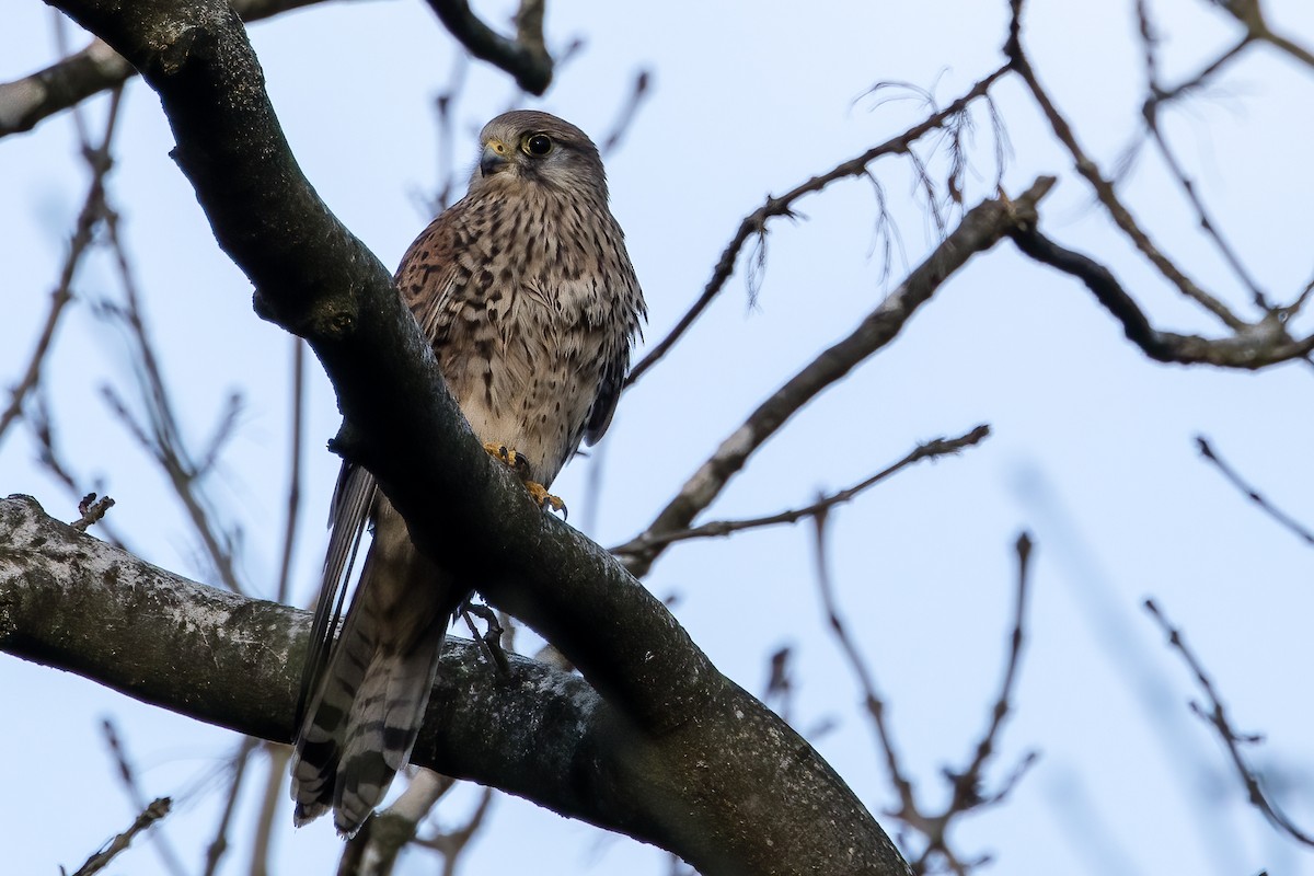 Eurasian Kestrel - ML613098475