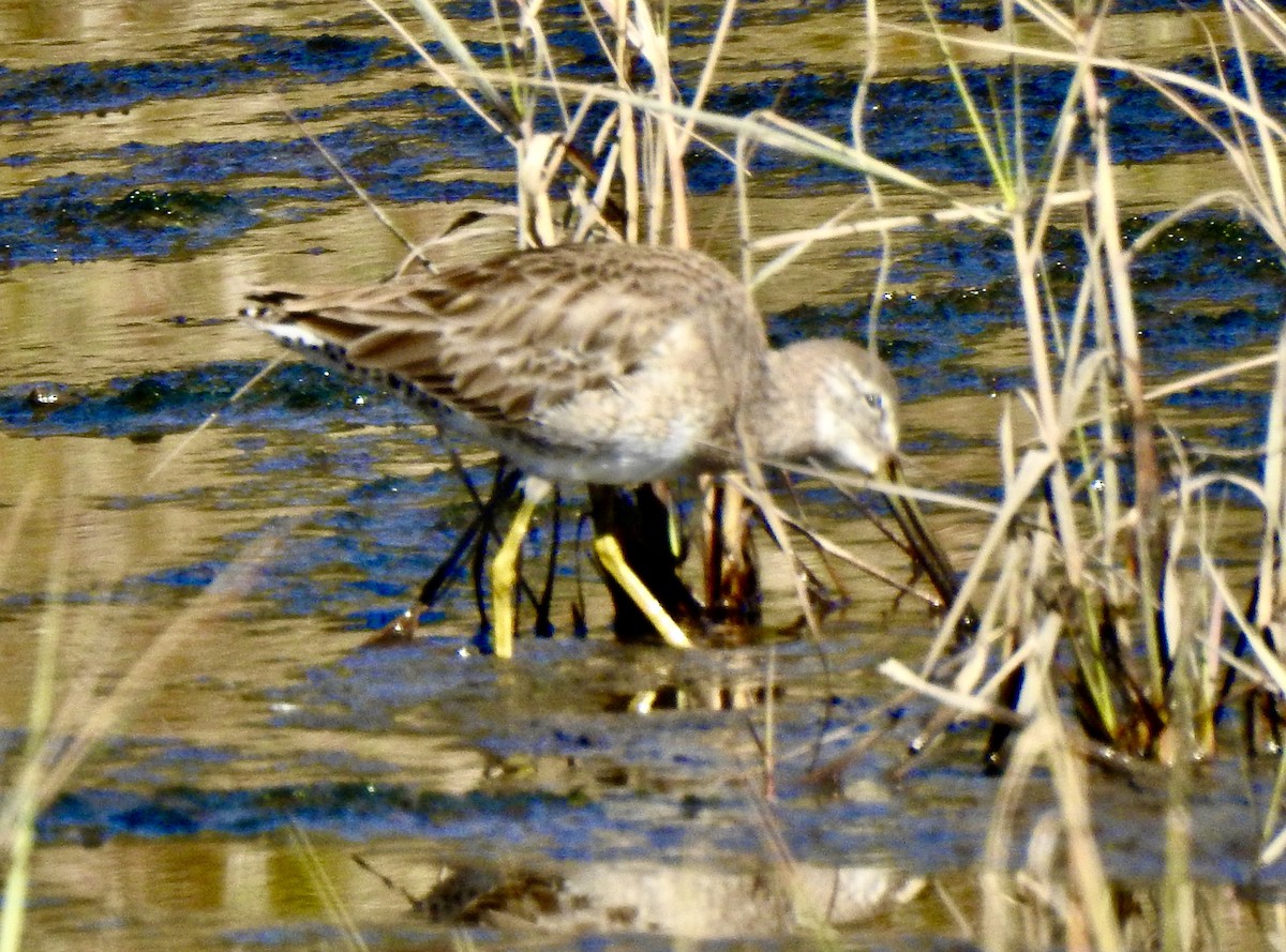 Short-billed/Long-billed Dowitcher - ML613098478