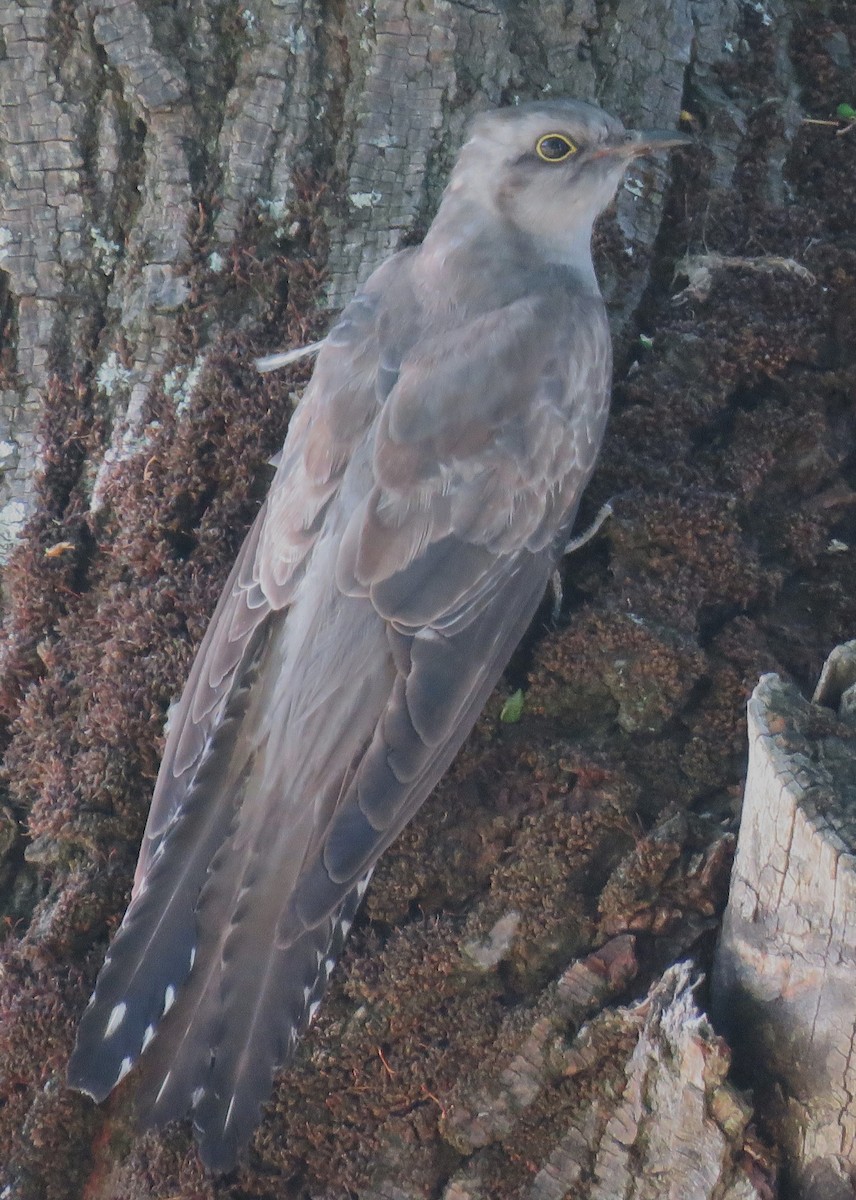 Pallid Cuckoo - Catherine Hirsch