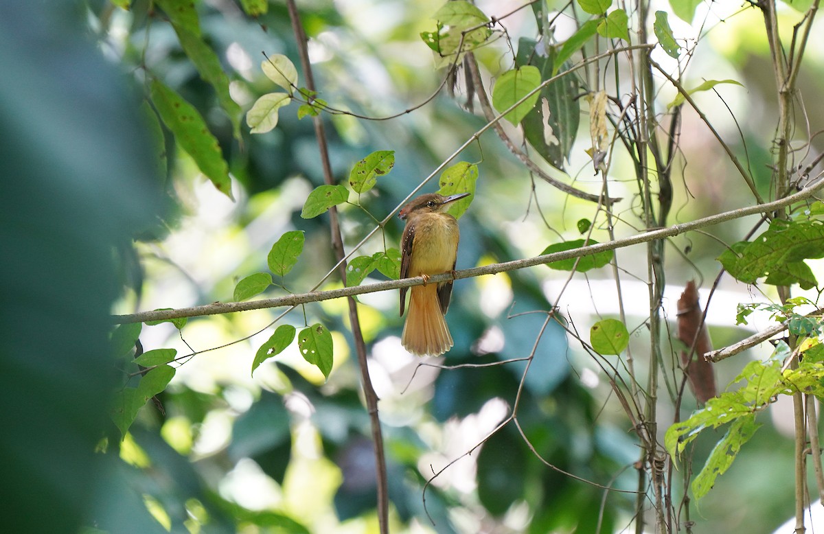 Tropical Royal Flycatcher - ML613098543