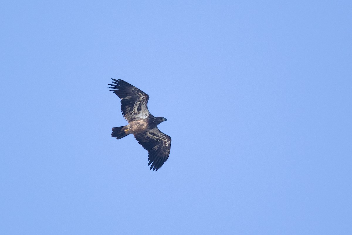 Bald Eagle - ML613098544