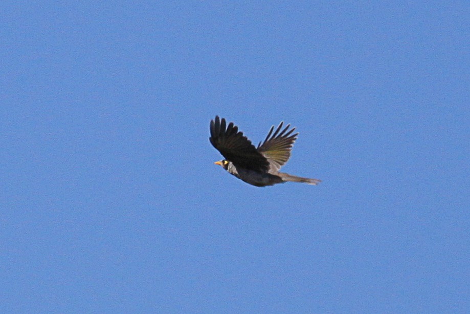 Noisy Miner - ML613098567