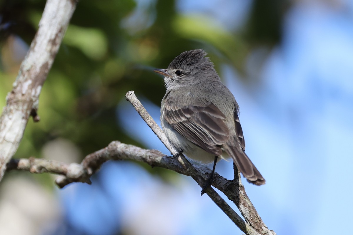 Southern Beardless-Tyrannulet (Southern) - ML613098601