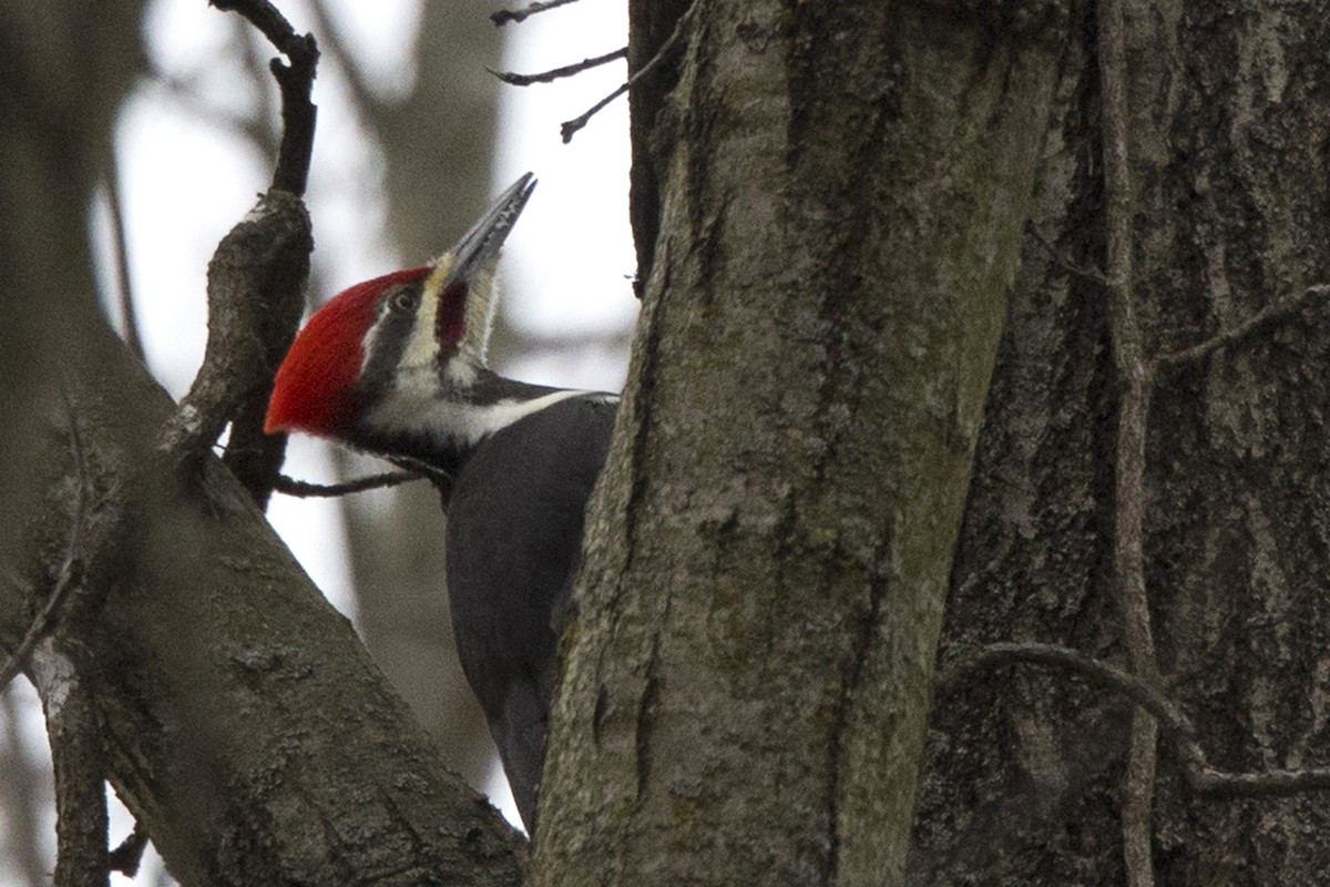 Pileated Woodpecker - ML613098604