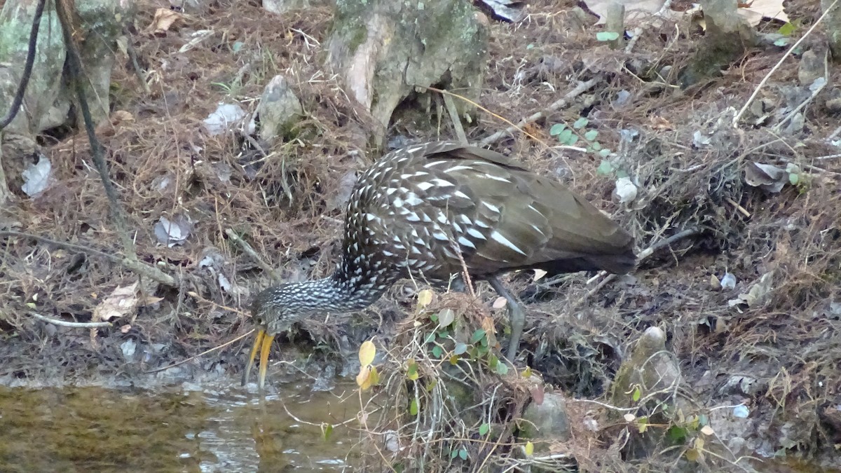 Limpkin - ML613098612