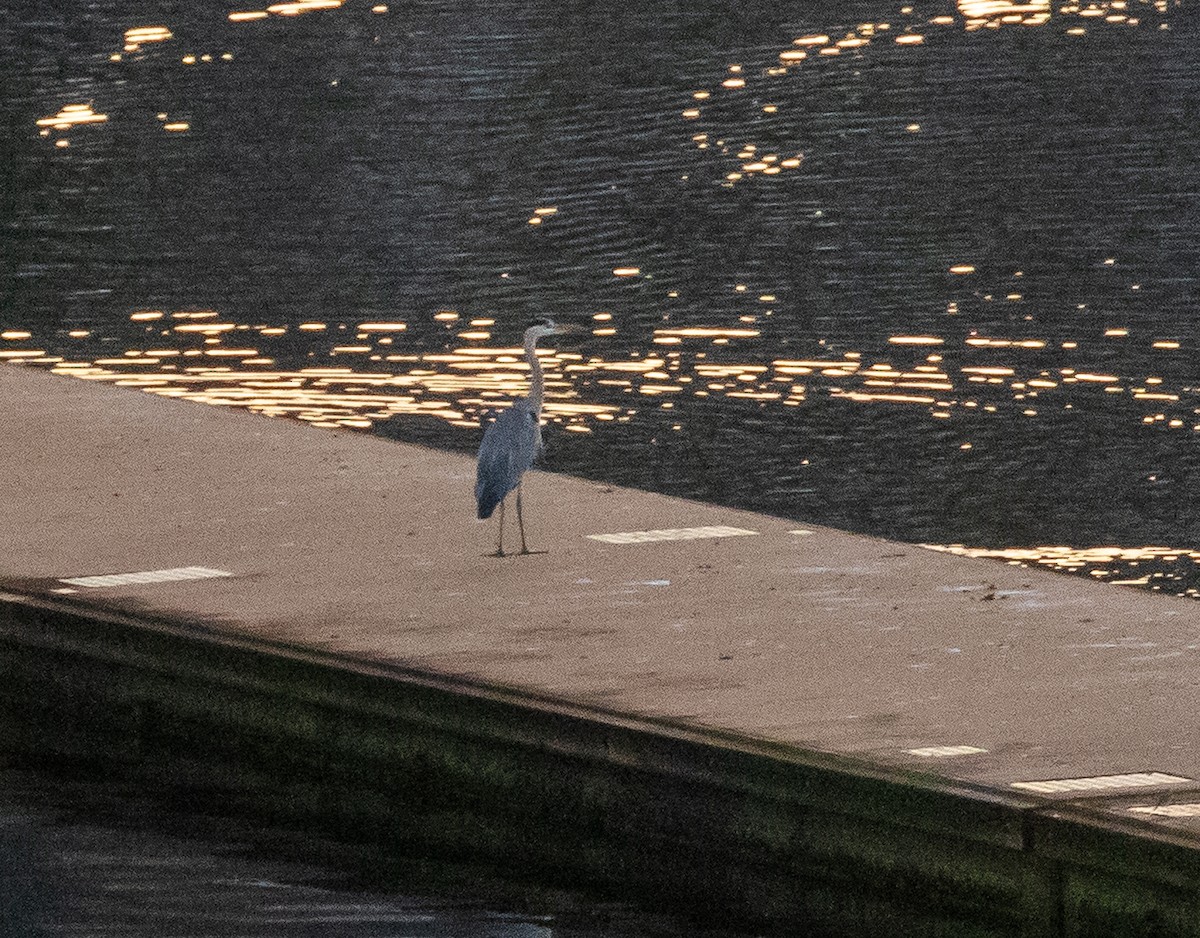 Gray Heron - Rolando Chávez