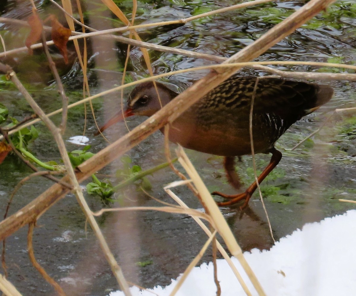 Virginia Rail - Robin Wolcott