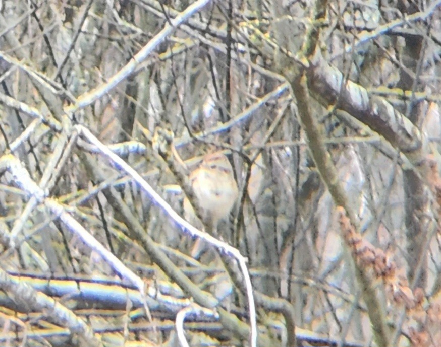 American Tree Sparrow - ML613098662