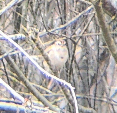 American Tree Sparrow - ML613098671