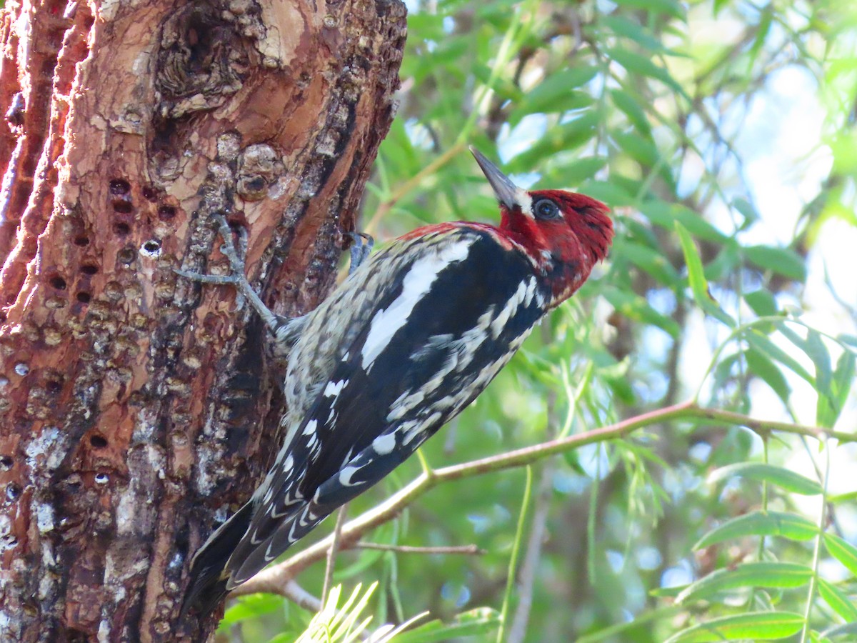 Red-breasted Sapsucker - ML613098673