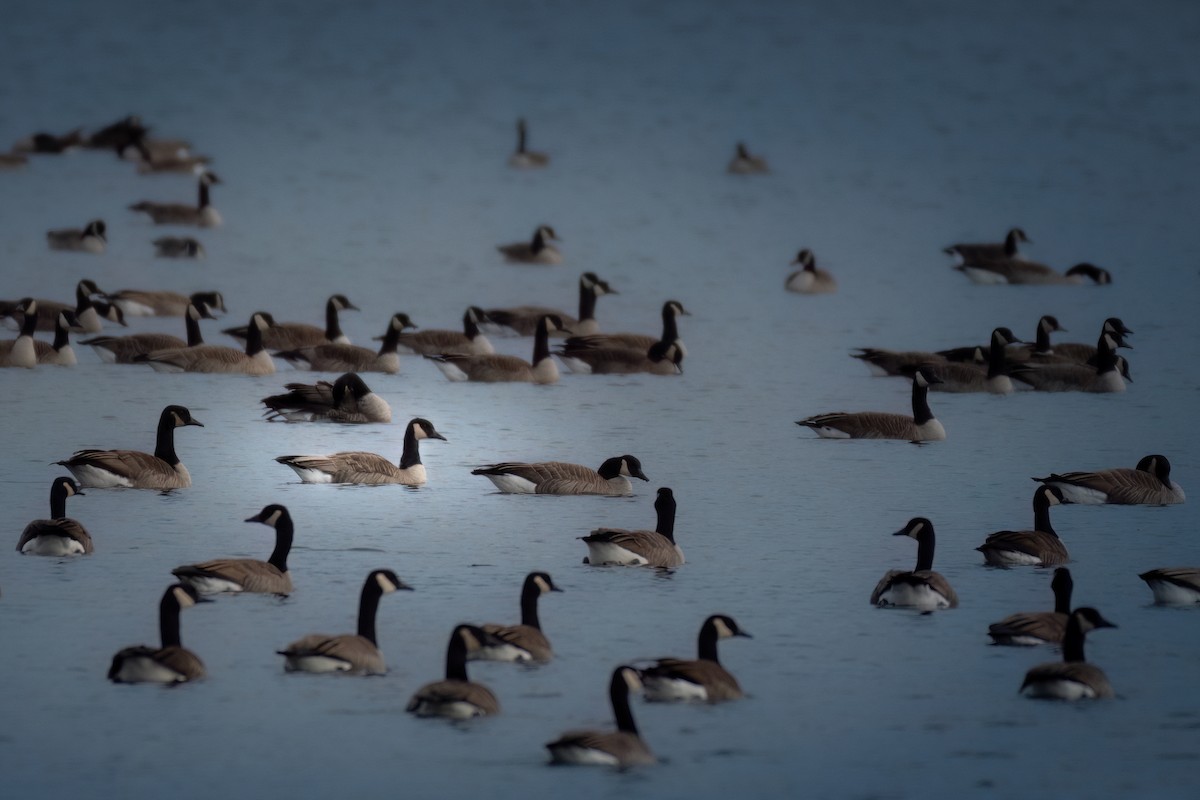 Canada Goose - ML613098674