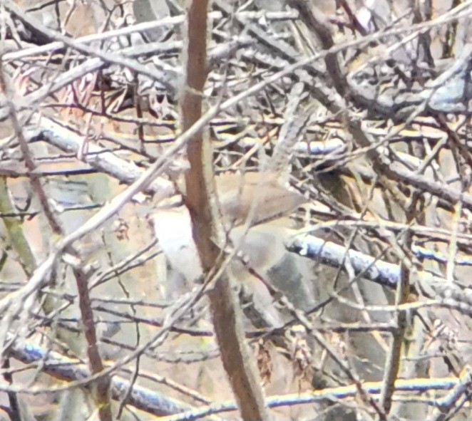 Bewick's Wren - ML613098678