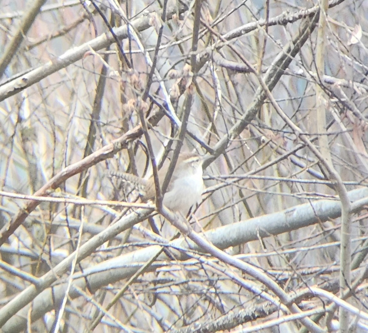 Bewick's Wren - Jethro Runco