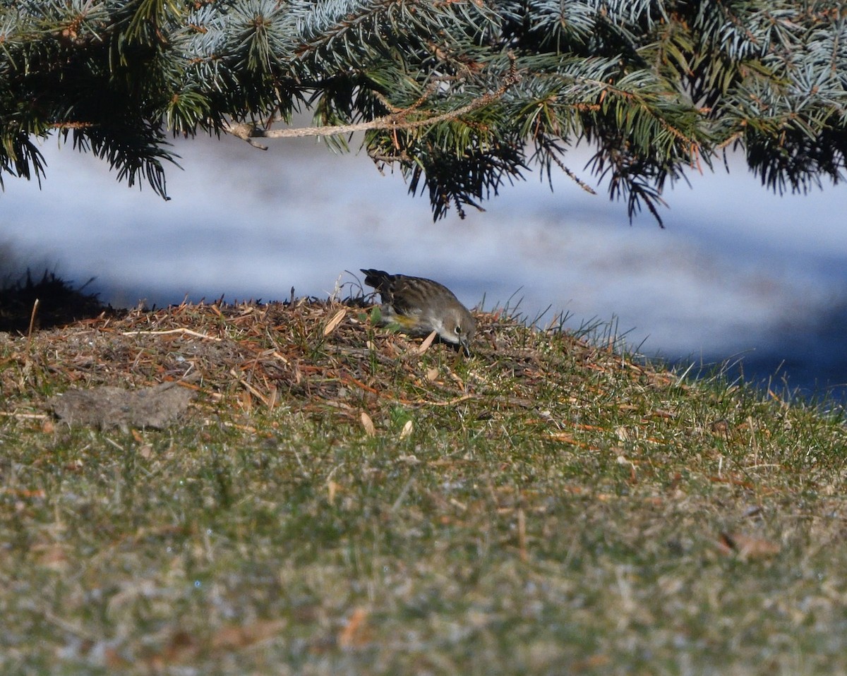 Yellow-rumped Warbler - ML613098693