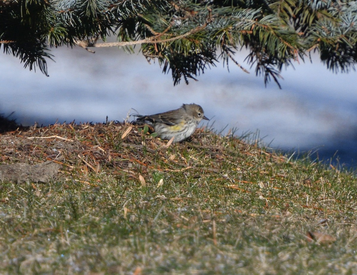 Yellow-rumped Warbler - ML613098694