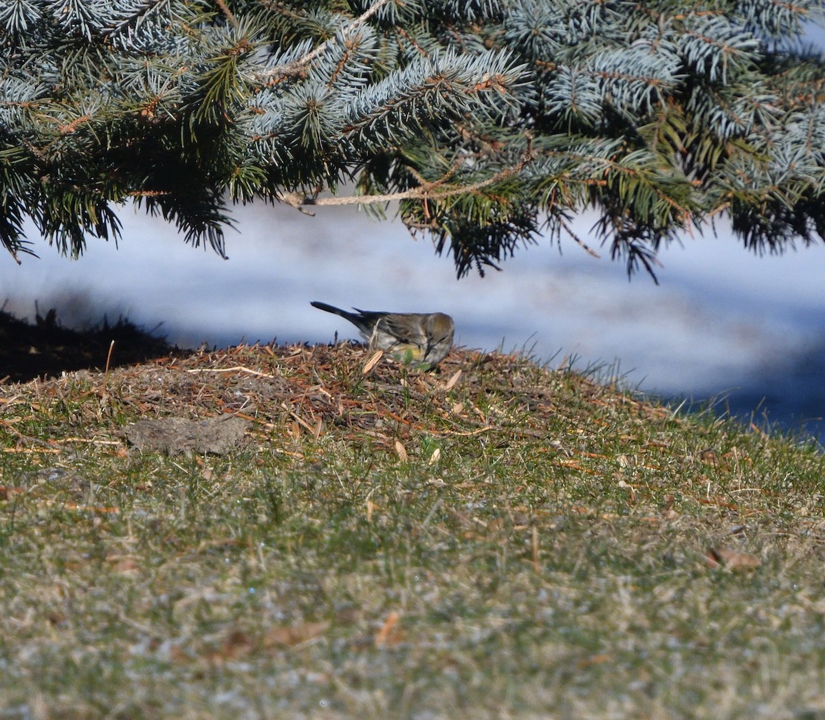 Yellow-rumped Warbler - ML613098695