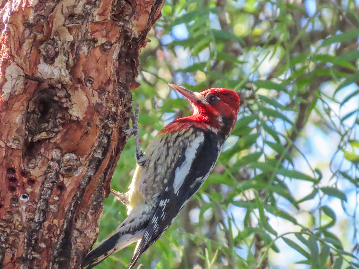 Red-breasted Sapsucker - ML613098697