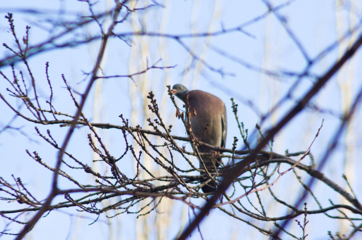 Common Wood-Pigeon - ML613098768