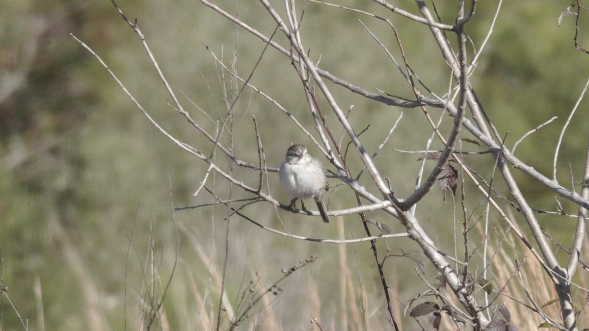 Brewer's Sparrow - Grace Yaros