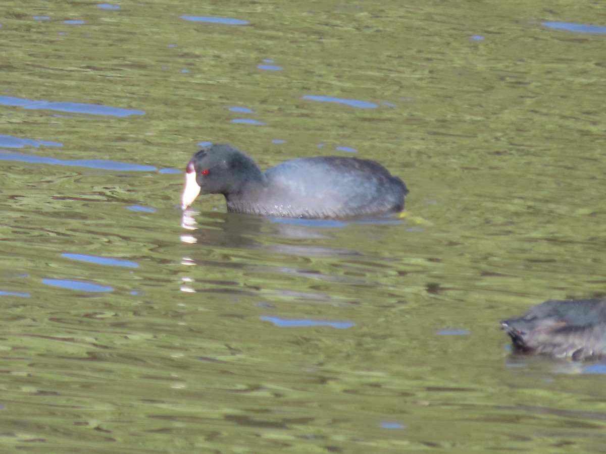 American Coot - ML613098820