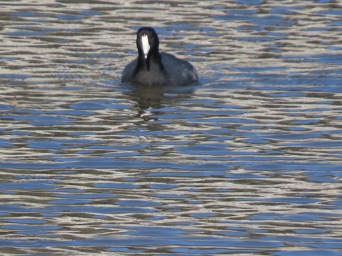 American Coot - ML613098822
