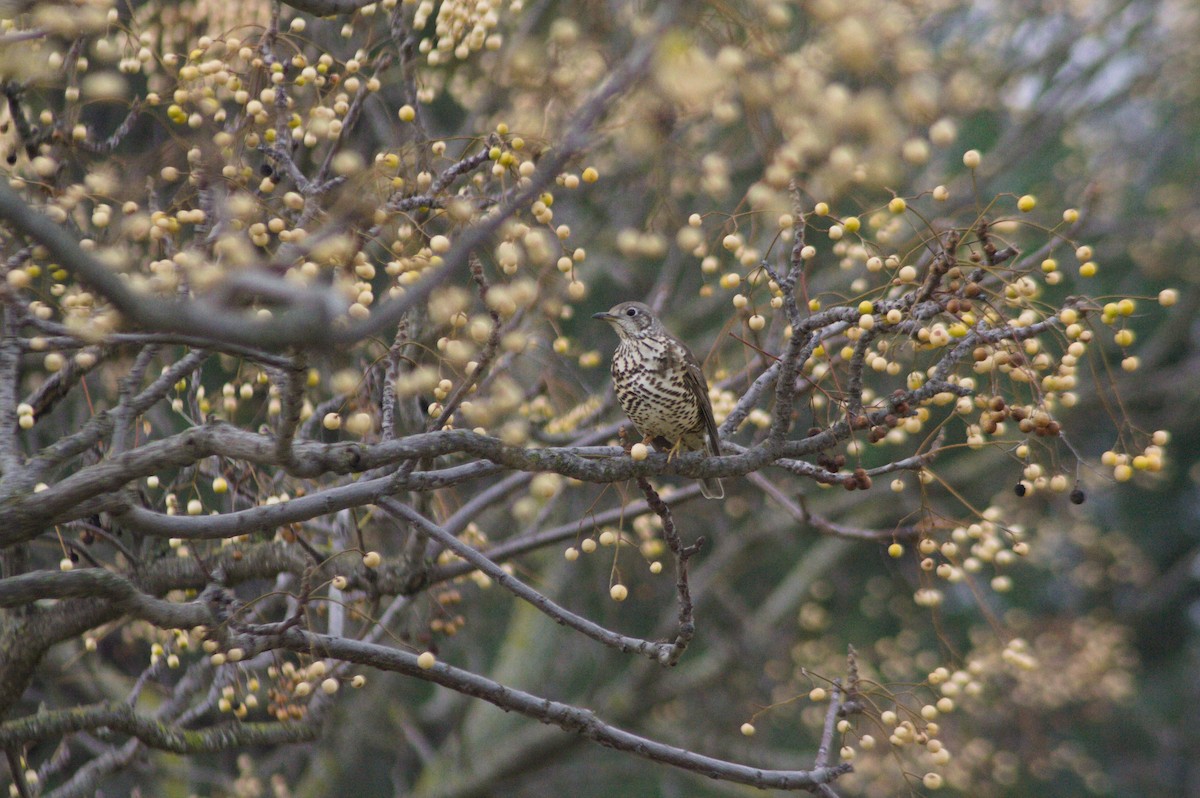 Tordela - ML613098841