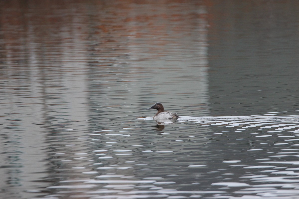 Canvasback - Abraham Bowring