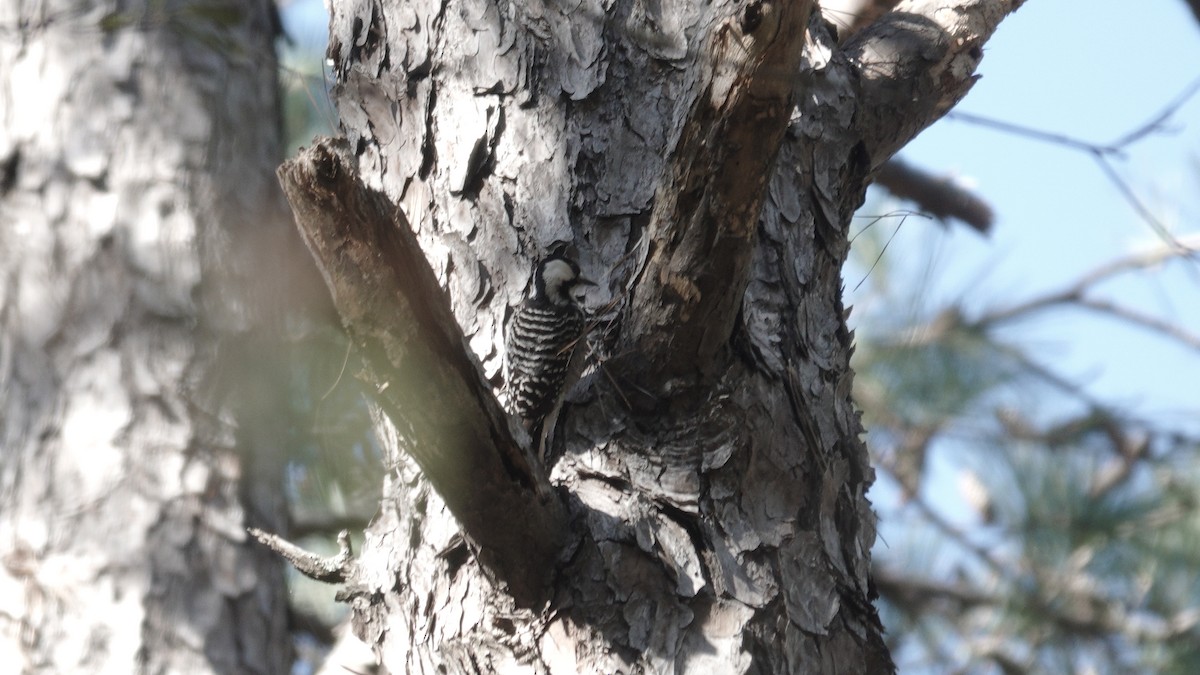 Red-cockaded Woodpecker - Grace Yaros