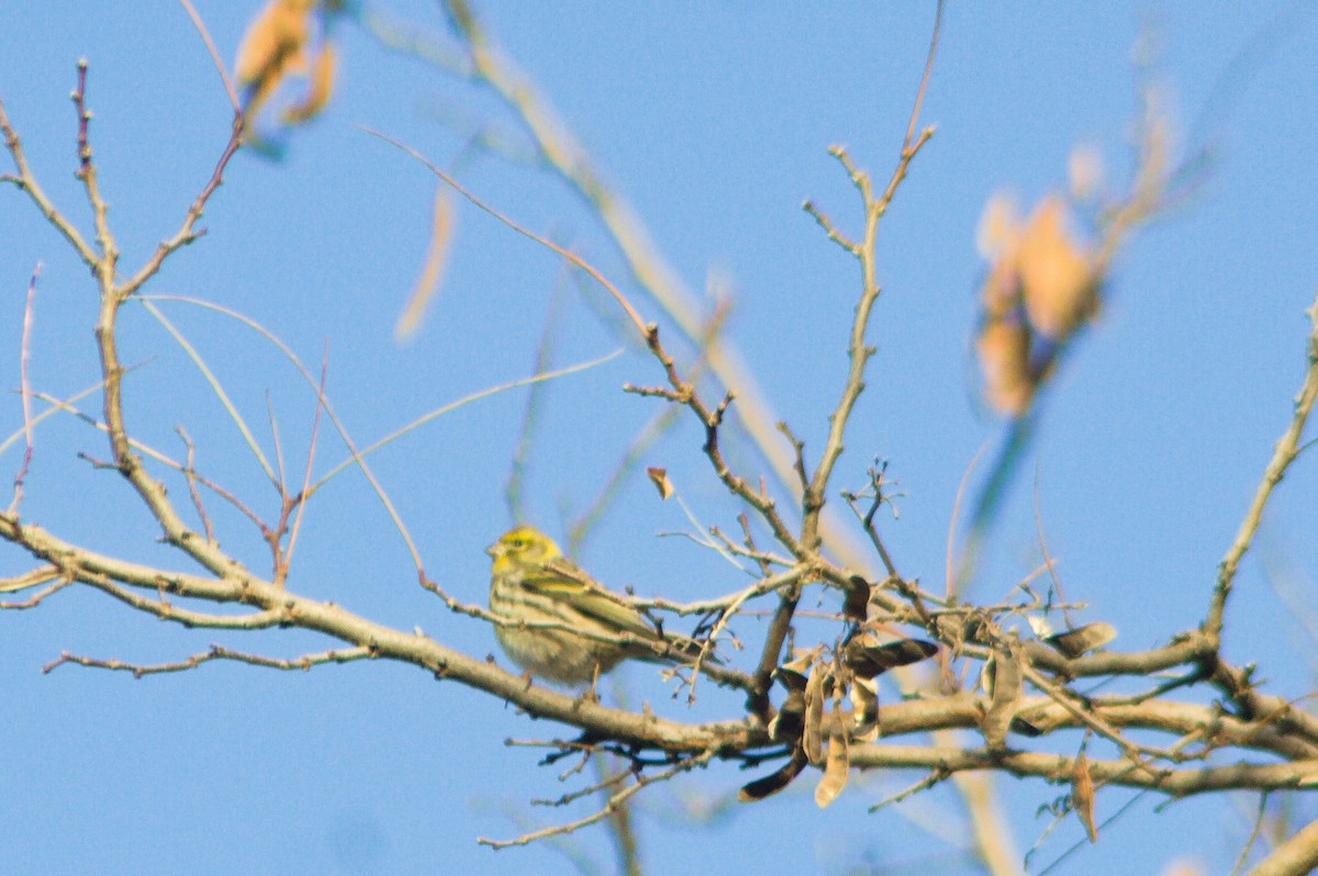 Verzellino - ML613098871