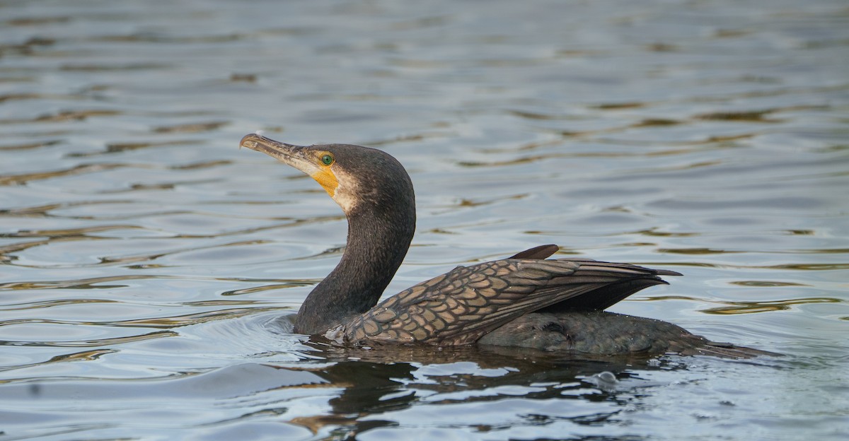 Great Cormorant - Ben Milbourne