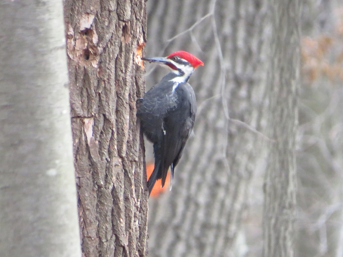 Pileated Woodpecker - ML613099073