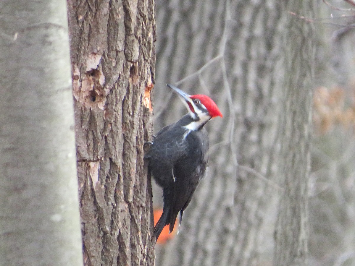 Pileated Woodpecker - ML613099074