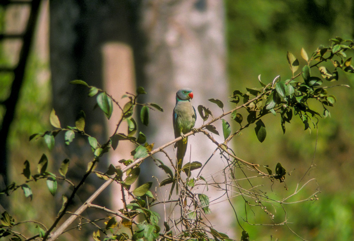 Malabar Yeşil Papağanı - ML613099102