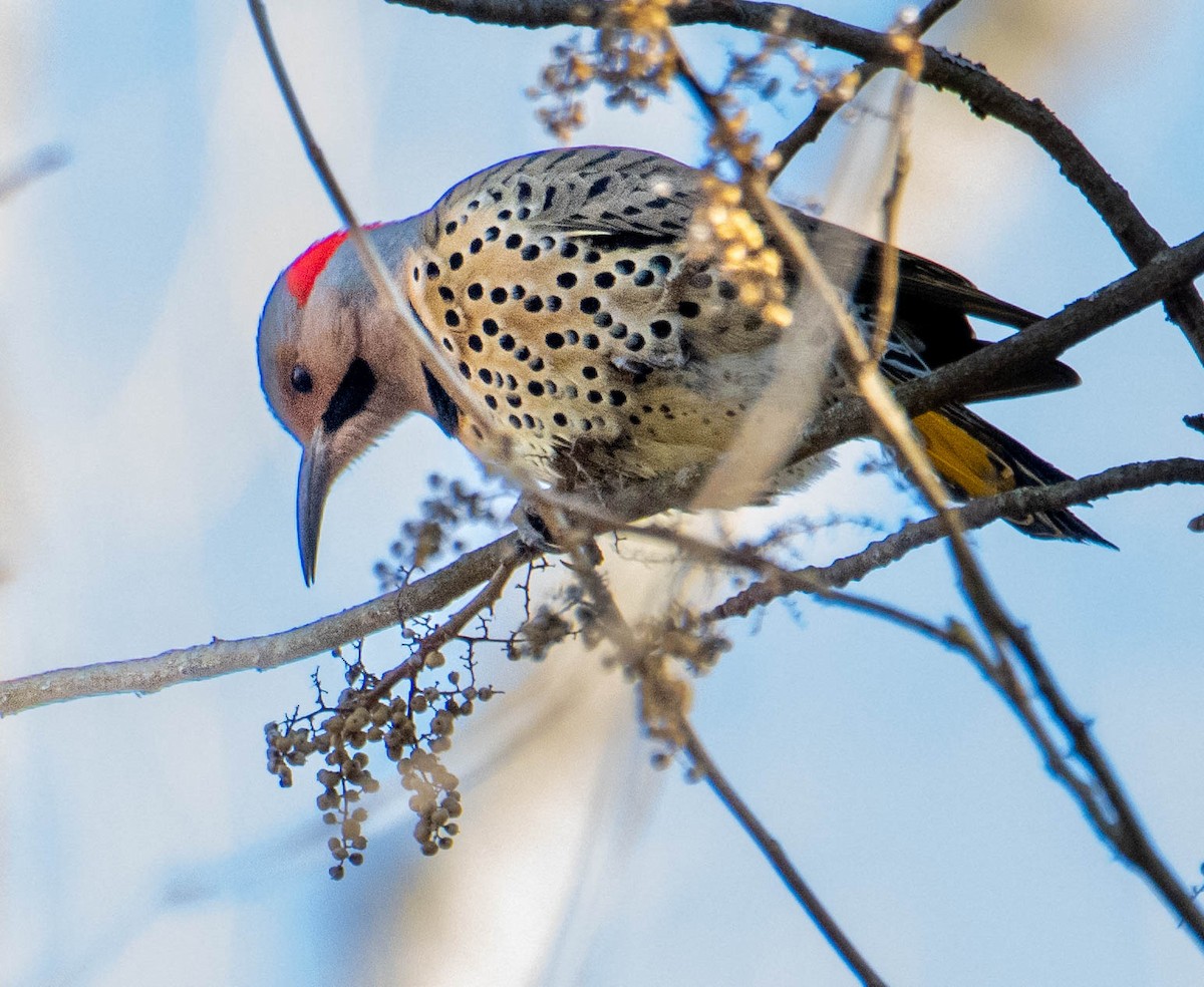 Northern Flicker (Yellow-shafted) - ML613099107