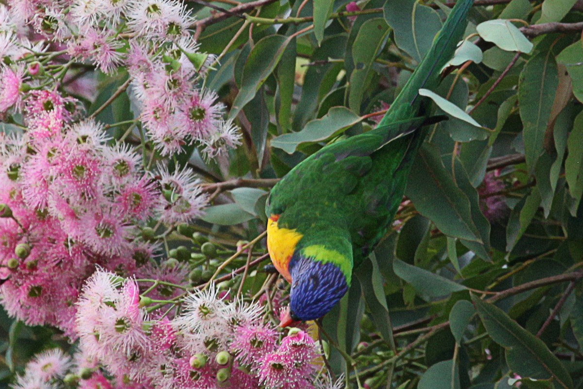 Rainbow Lorikeet - ML613099186