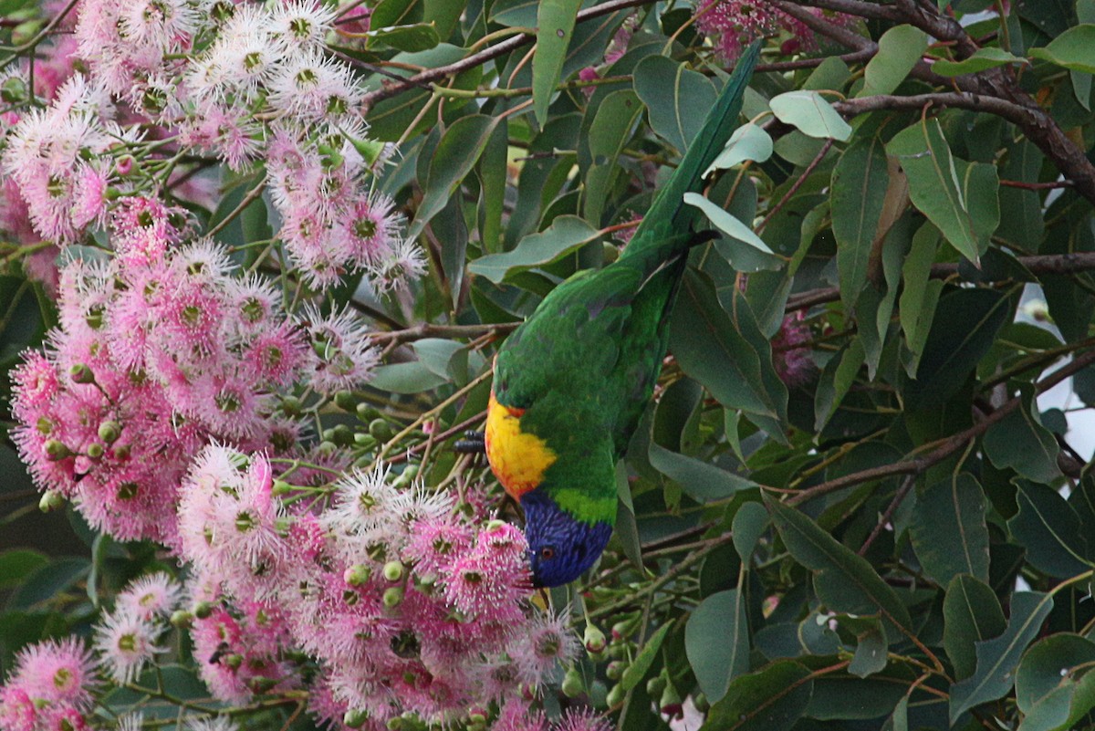 Rainbow Lorikeet - ML613099187