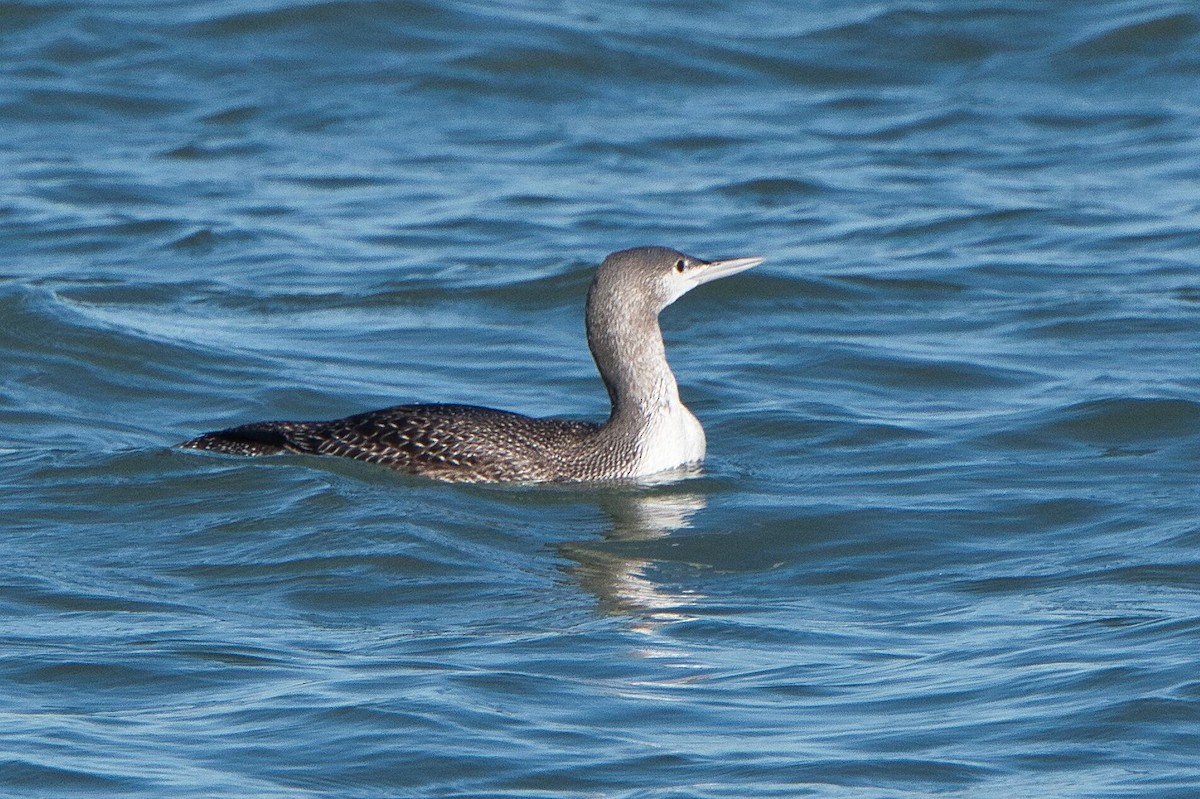 Red-throated Loon - ML613099250