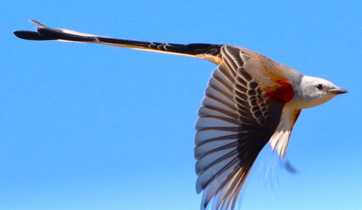 Scissor-tailed Flycatcher - ML613099251