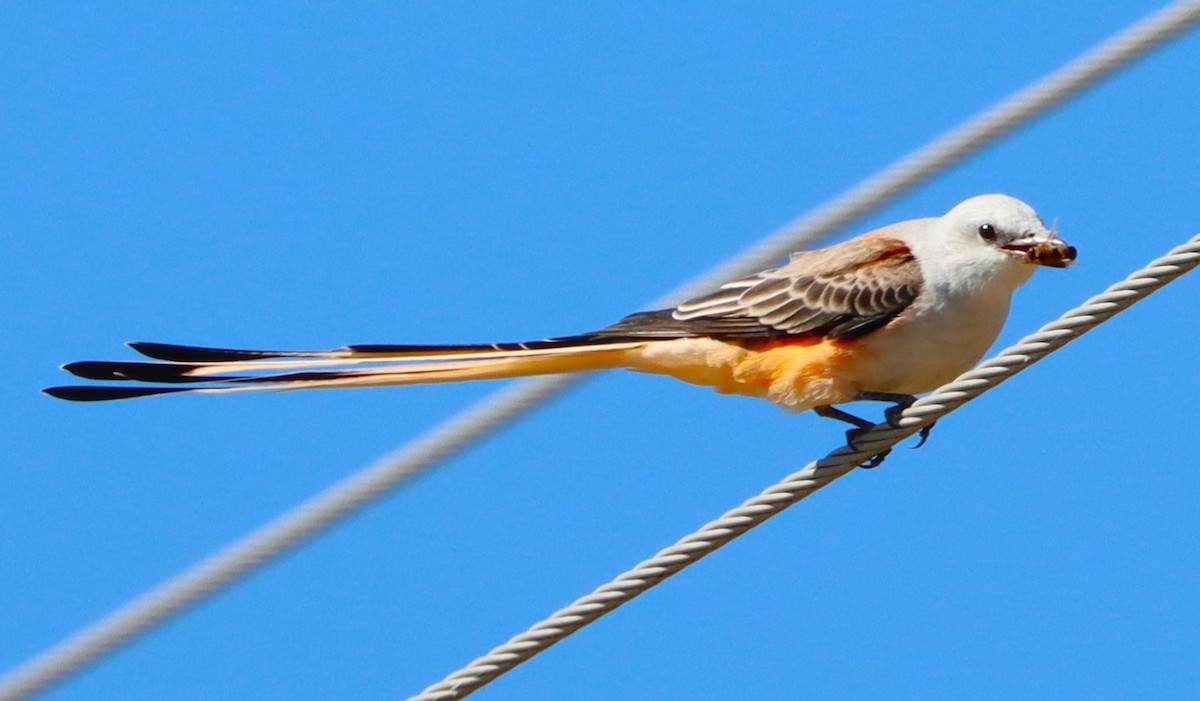 Scissor-tailed Flycatcher - ML613099252