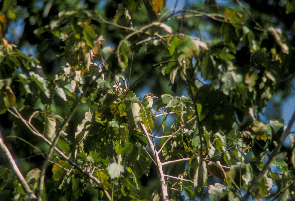 White-cheeked Barbet - ML613099313